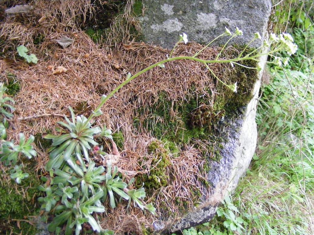 Saxifraga hostii  / Sassifraga di Host